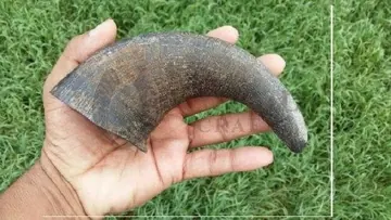 Buffalo Horn Chews for Pet Small Horns, item 173