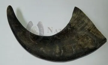 Buffalo Horn Pet Chews Medium Sizes, item 174